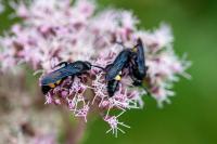 Scolia hirta