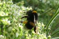 Bombus sp (terrestris/lucorum/cryptarum/magnus)