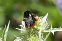 Bombus lapidarius