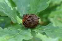 Andricus fecundatrix