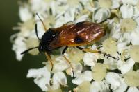 Arge cyanocrocea