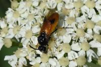 Arge cyanocrocea