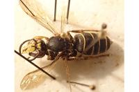 Dolichovespula media