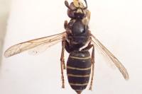 Dolichovespula media