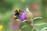 Bombus