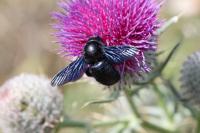 Xylocopa iris