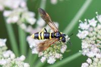Tenthredo marginella