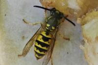 Vespula vulgaris