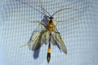 Stauropoctonus bombycivorus