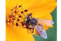 Apis mellifera