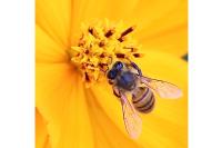 Apis mellifera