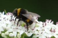 Bombus
