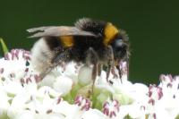 Bombus
