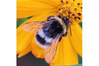 Bombus lucorum