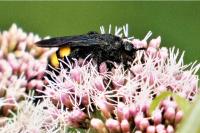Scolia hirta