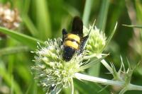 Scolia hirta