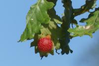 Cynips quercusfolii
