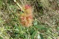 Diplolepis rosae