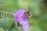 Megachile