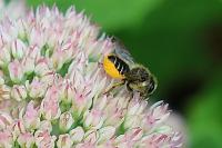 Megachile