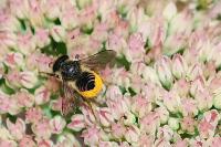Megachile