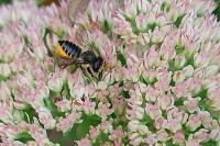 Megachile