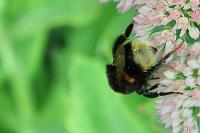 Bombus