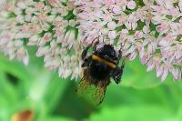 Bombus