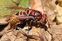 Vespa crabro