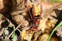 Vespa crabro