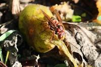 Vespa crabro