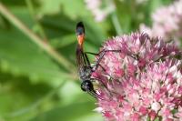 Ammophila
