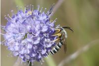 Halictus scabiosae
