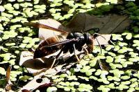 Vespa velutina