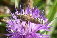 Halictus scabiosae