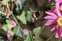 Bombus