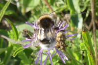 Bombus sp (terrestris/lucorum/cryptarum/magnus)