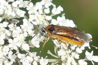 Athalia rosae
