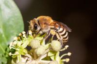 Colletes hederae