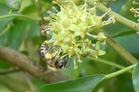 Colletes hederae