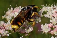 Ectemnius fossorius