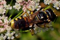 Ectemnius fossorius
