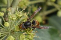 Vespa velutina