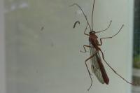 Ophion