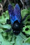 Xylocopa violacea