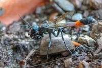 Ammophila sabulosa