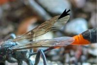 Ammophila sabulosa
