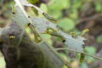 Nematus septentrionalis