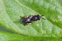 Brachymeria