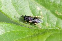 Brachymeria